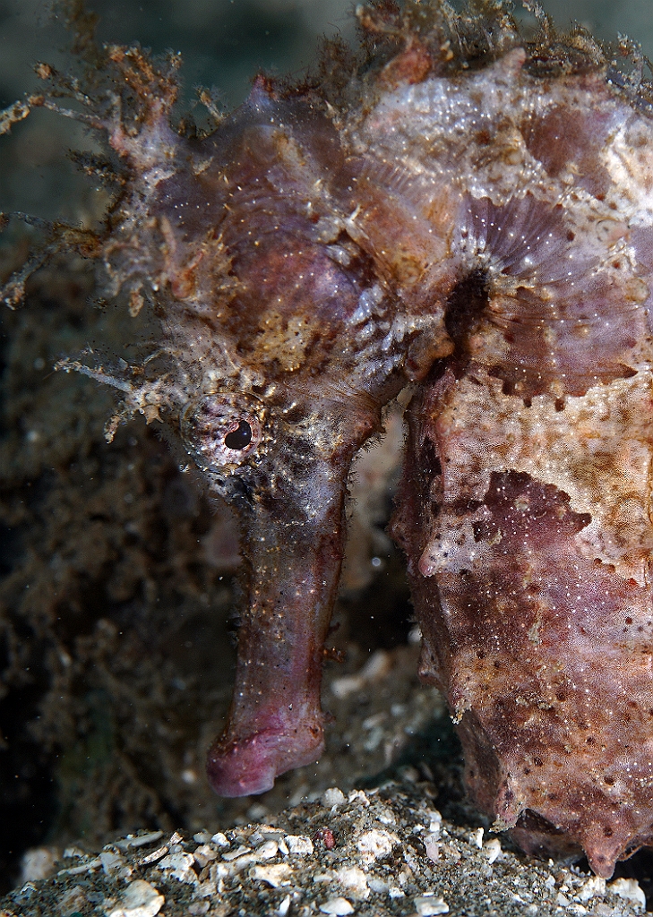 Banda Sea 2018 - DSC05555_rc - Molucan seahorse - Hypocampe molucan - Hippocampus moluccensis.jpg